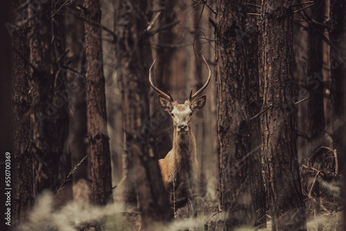 Jeleń - Deer 