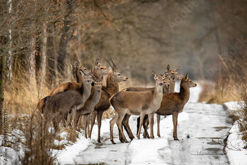 Fototapeta Naklejka Na Ścianę i Meble -  Jelenie - Red deer