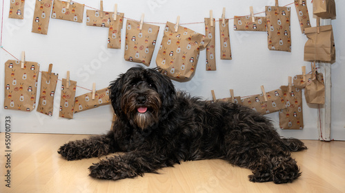 black labradoodle dog in front of its advent calendar. Happy dog is posing in front of its own self made advent calendar - the ladradoodle has become a beloved member of the family