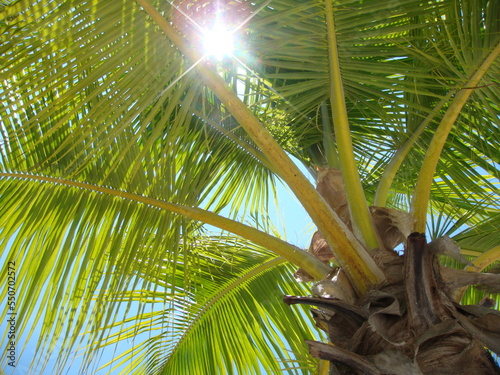 Sun light hits palm tree, Curacao, 2009
