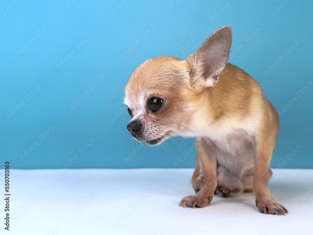 Beautiful sick little small sad upset dog, happy Chihuahua puppy isolated on blue background