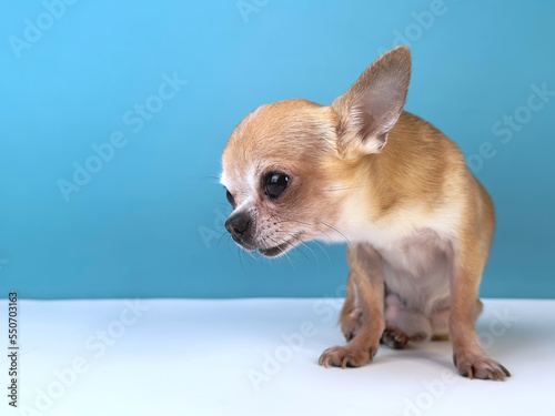 Beautiful sick little small sad upset dog, happy Chihuahua puppy isolated on blue background © Евгений Шемякин