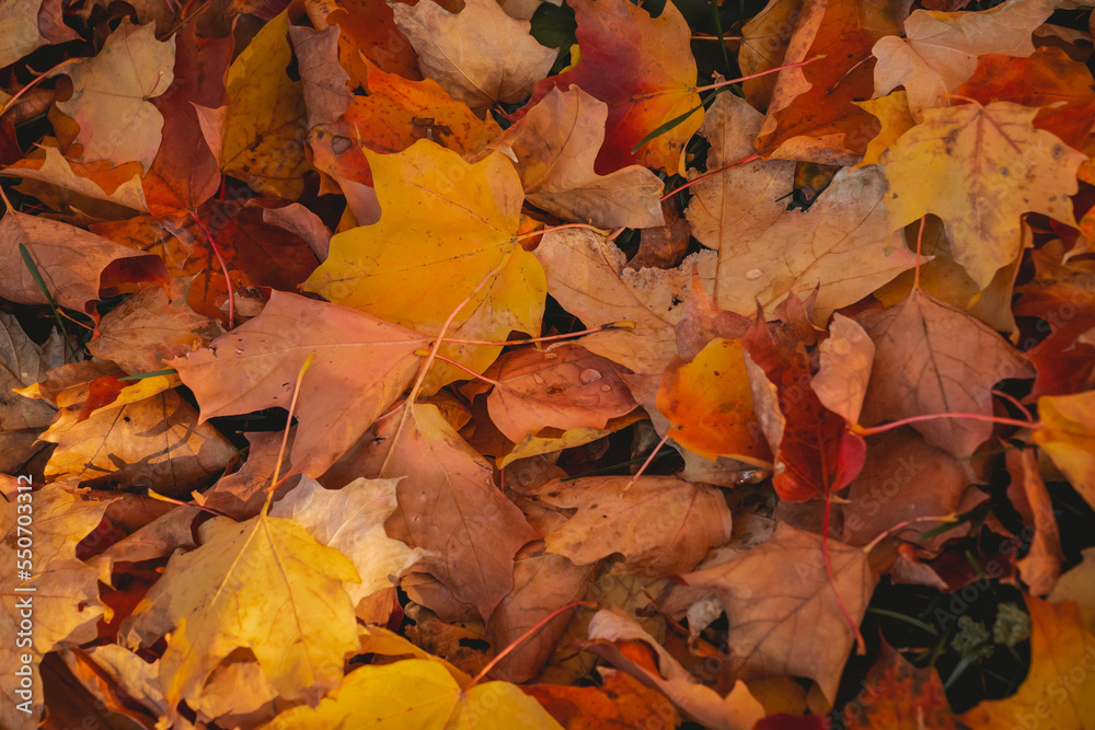 Autumn leaves Autumn leaves