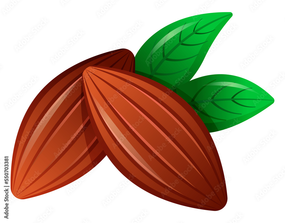 Obraz premium Organic cocoa beans with green leaves