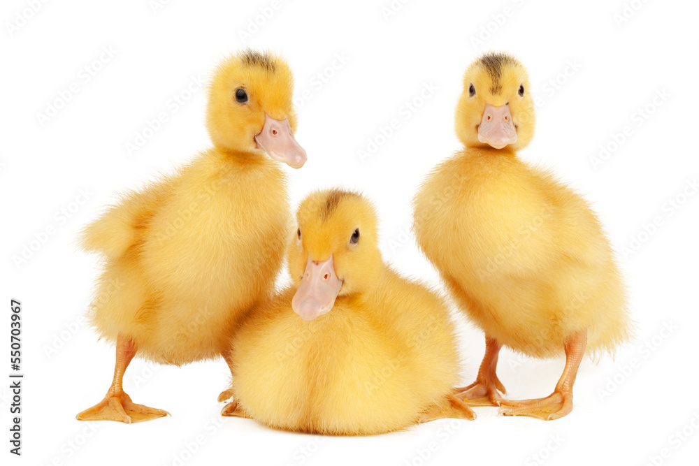 Three newborn mulard ducks on a white background.