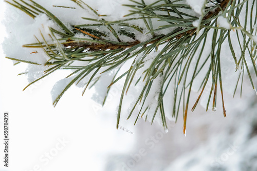Winter forest with snow,Christmas background.covered frost trees snowdrifts. Magical winter forest. Natural landscape travel outdoors, hiking,spending time outdoors,winter travel,christmas forest.