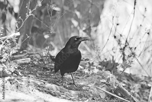 Blackbird in Black and White