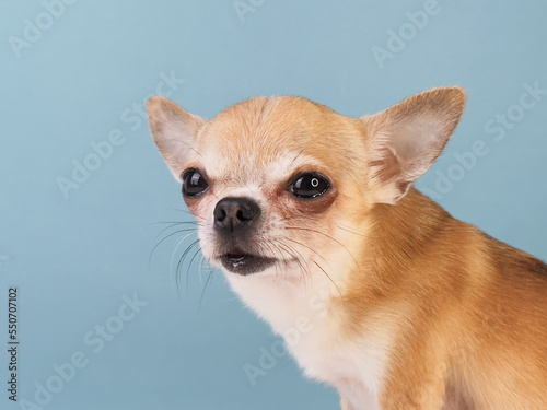 Beautiful little small dog, happy Chihuahua puppy isolated on blue background