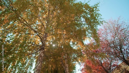 Decorative red apple tree and high birches growing on hill lawn covered with grass at bright sunlight under blue cloudless sky in autumn photo