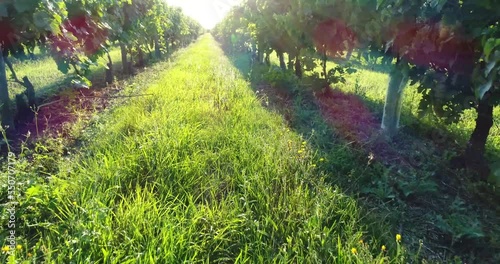 Vue aérienne de vignes dans le bordelais - coucher de soleil