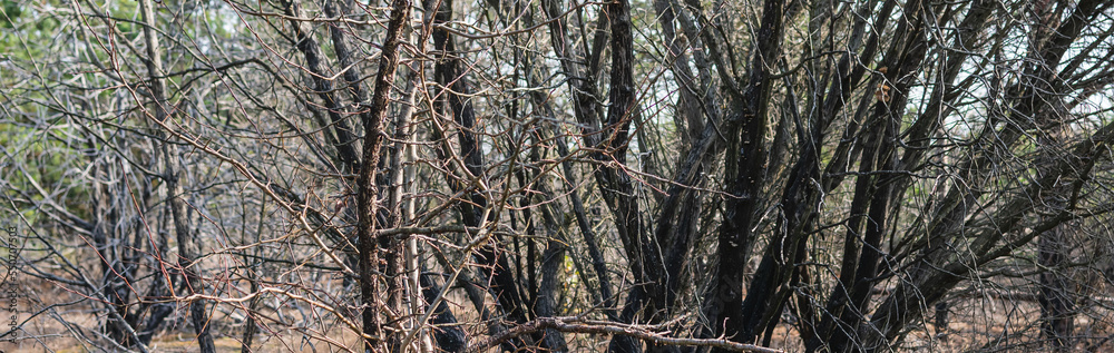 A dried-up tree in the forest A dried-up tree in the forest