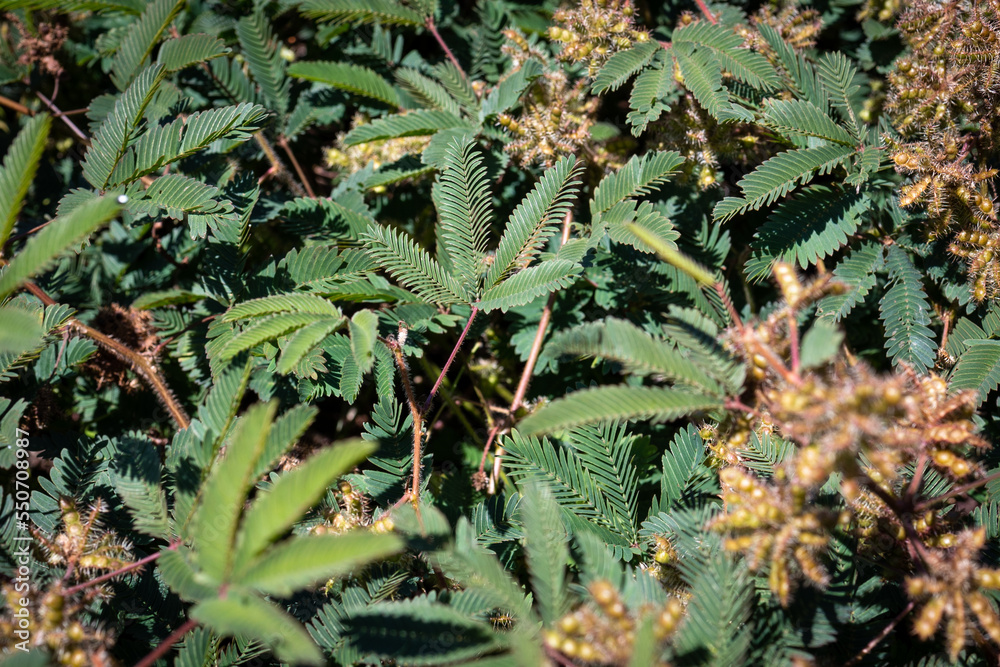 Fototapeta premium Green Mimosa pudica - a unique plant that folds its leaves when touched with something