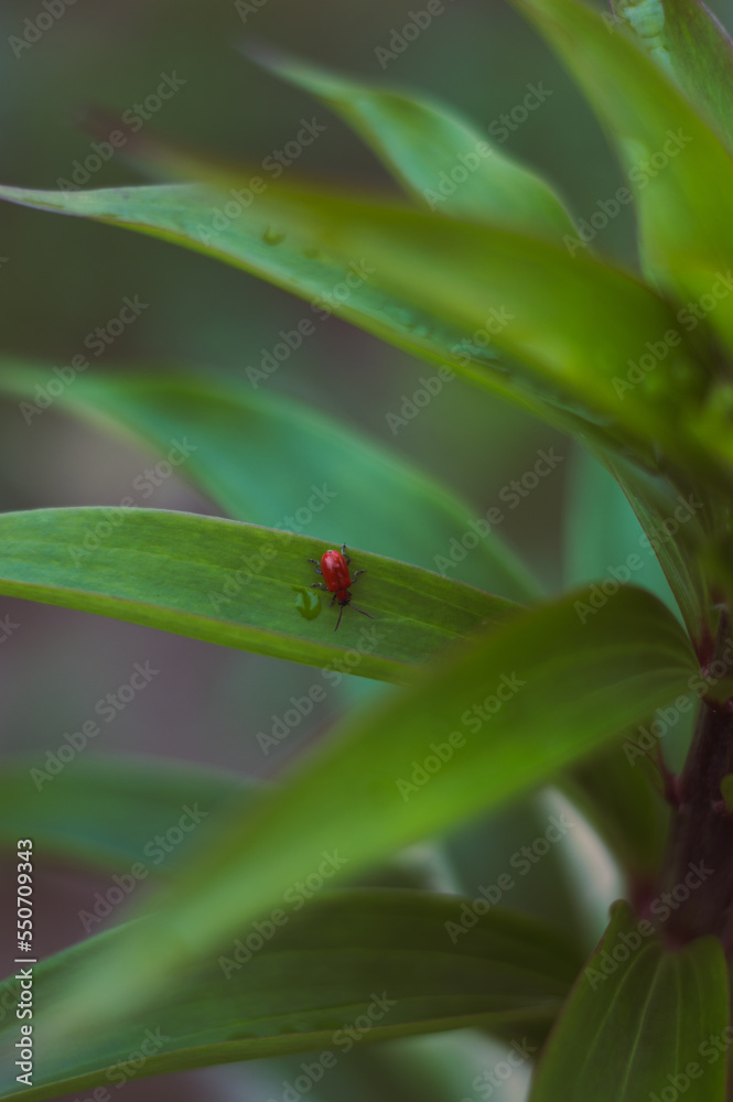 Zielona roślina z owadem na liściu