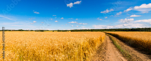 Countryside panoramic image. Countryside landscape with dirty road among fiel...