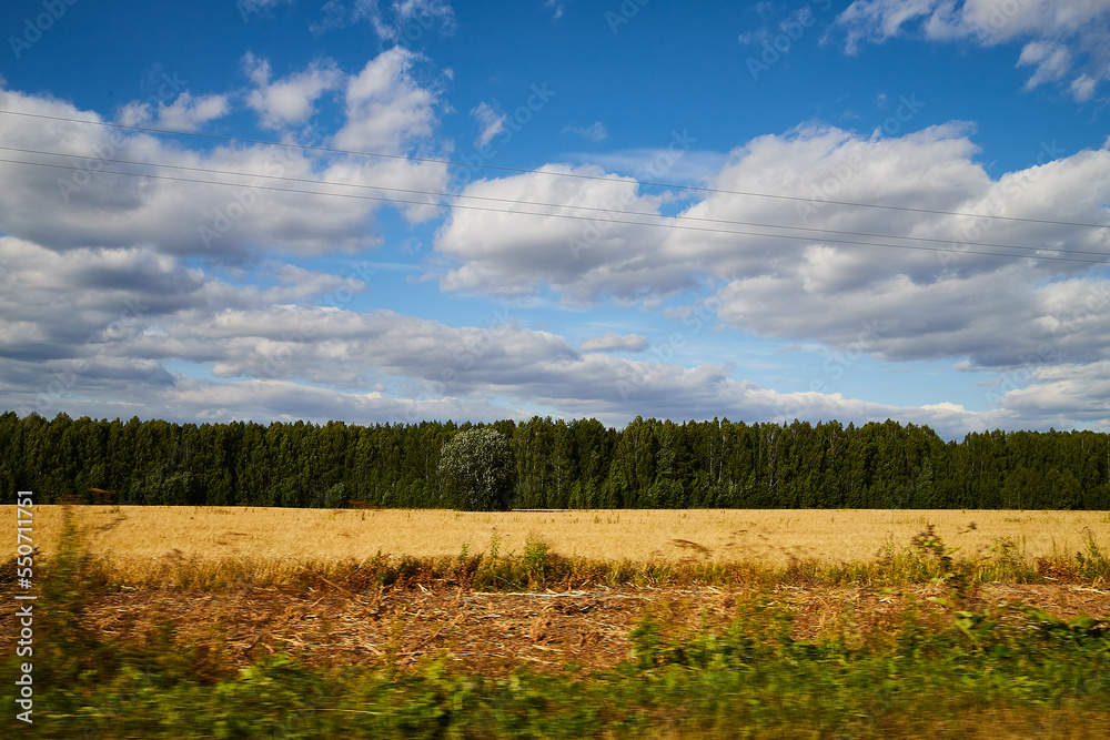 Autumn landscape with yellow sunny meadow against forest and blue sky with white clouds on the background