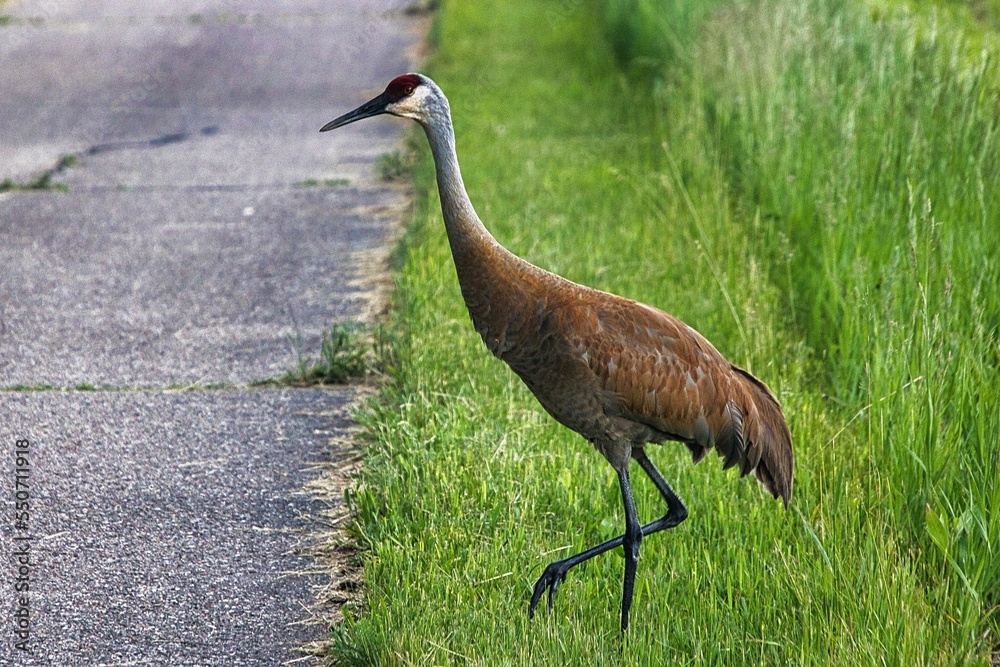 On a summer day in Wisconsin, a Sandhill Crane prepares to leave the safety of a green field and step onto an asphalt roadway.