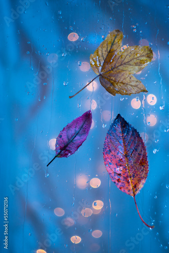 leaves on a blue wet glass with lights bokeh
