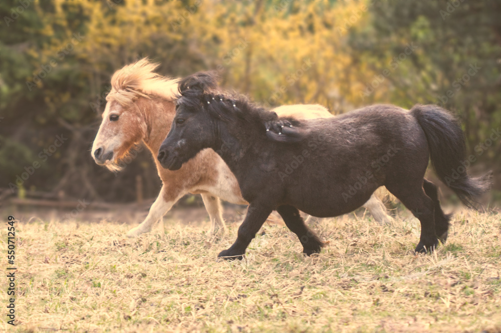 Two ponies running together