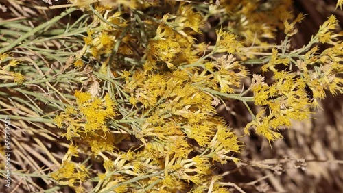 Yellow flowering terminal racemose discoid head inflorescences of Ericameria Nauseosa, Asteraceae, native monoclinous deciduous shrub in the El Paso Mountains, Northern Mojave Desert, Autumn. photo