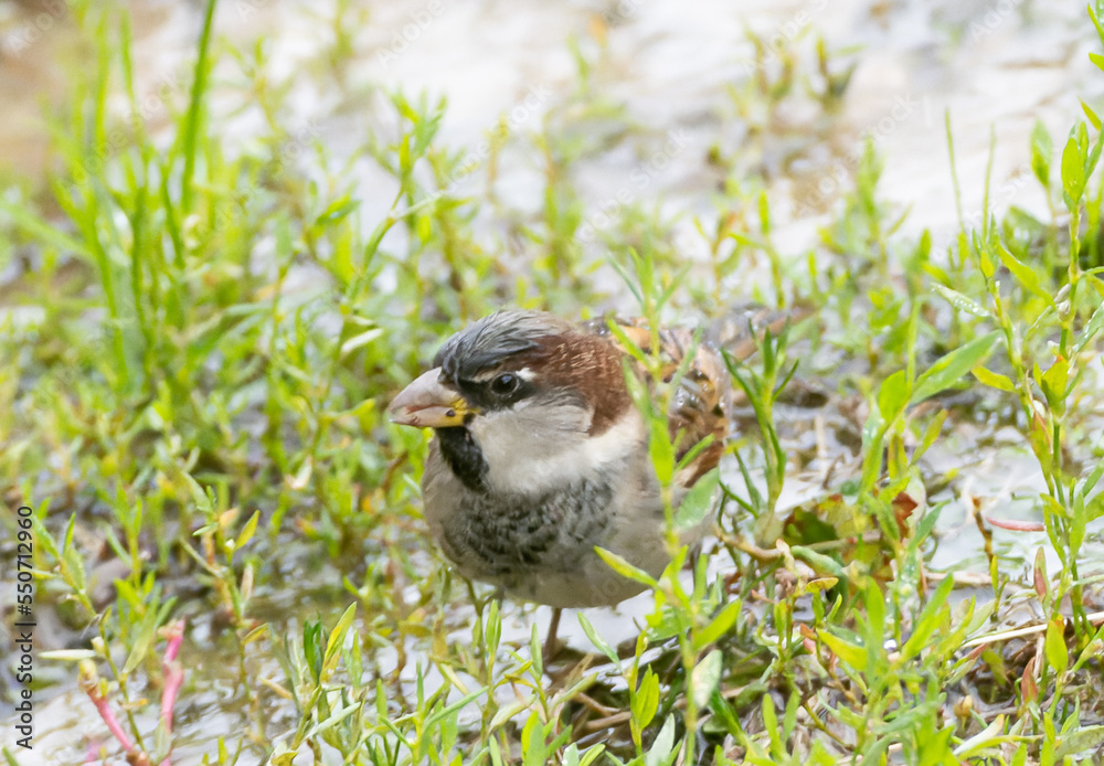 Fototapeta premium Sparrow wet and feeding in the rain