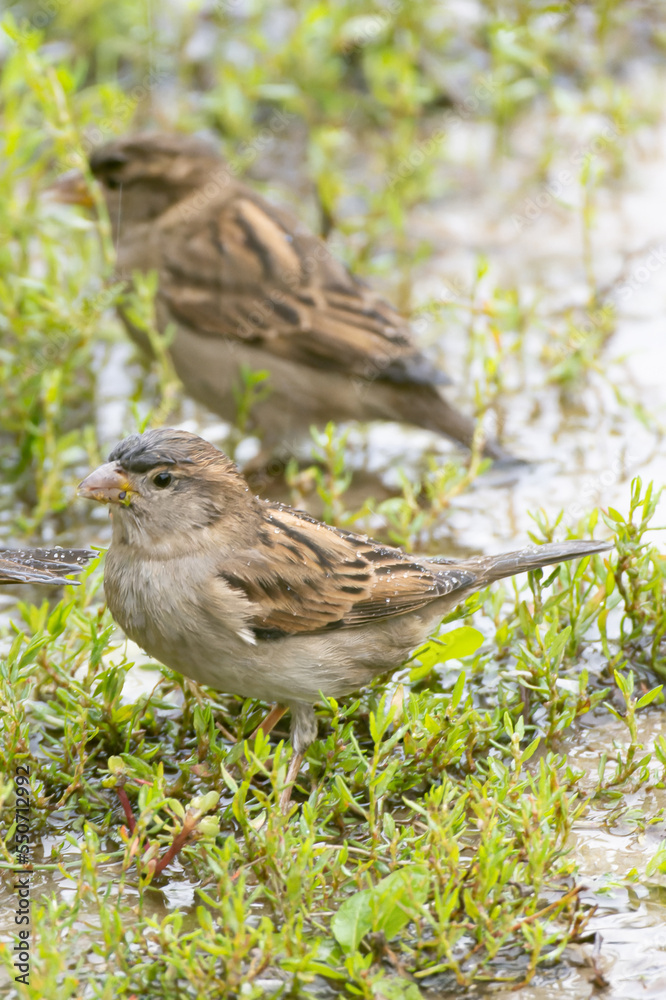Sparrow wet and feeding in the rain Sparrow wet and feeding in the rain