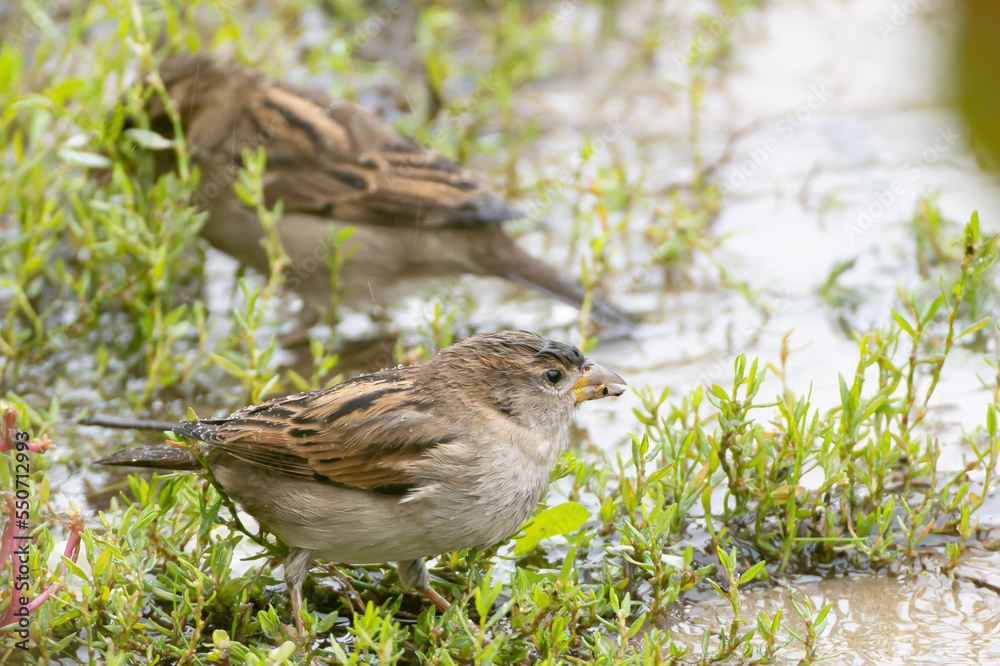 Fototapeta premium Sparrow wet and feeding in the rain