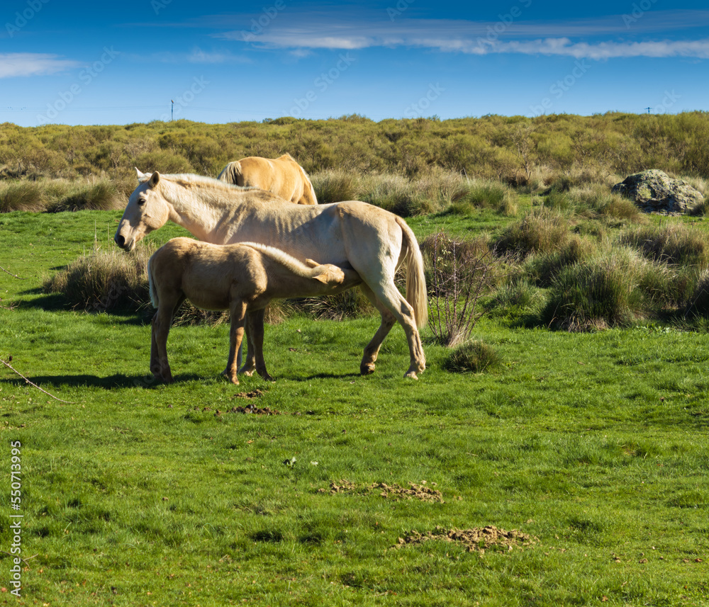 Photo foal drinking milk from the mare on a green meadow Photo foal drinking milk from the mare on a green meadow