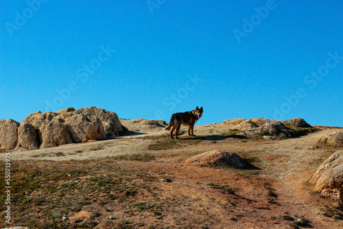 The dog is standing on a rock © Наталья Зайцева