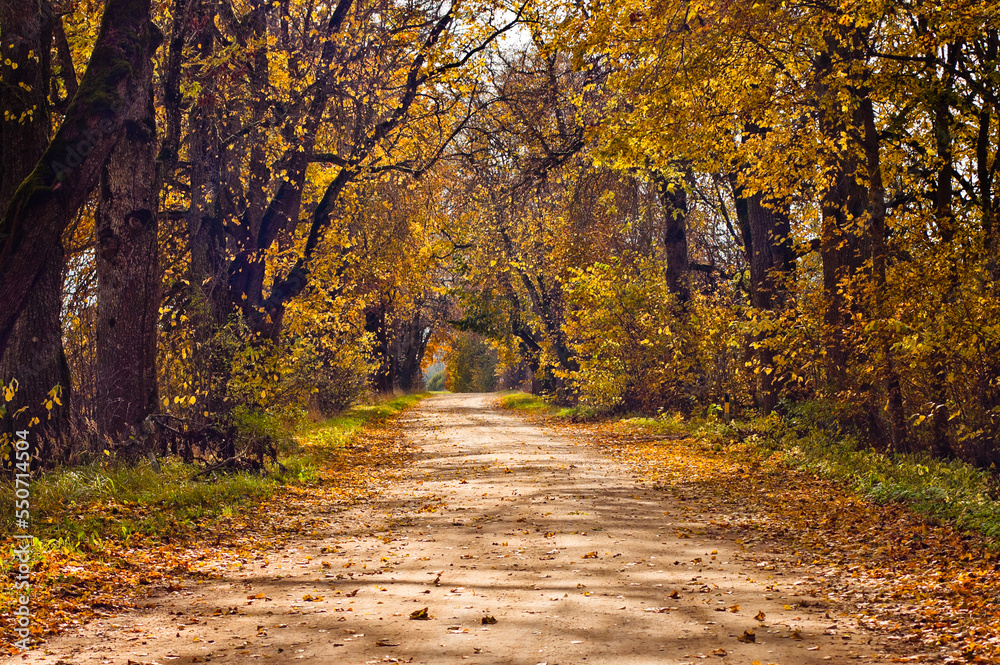 Obraz premium rural road in autumn,autumn landscape in the photo, an alley of trees with crumbling leaves