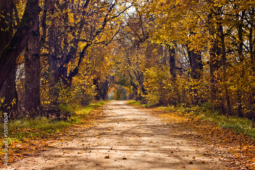 rural road in autumn autumn landscape in the photo  an alley of trees with crumbling leaves