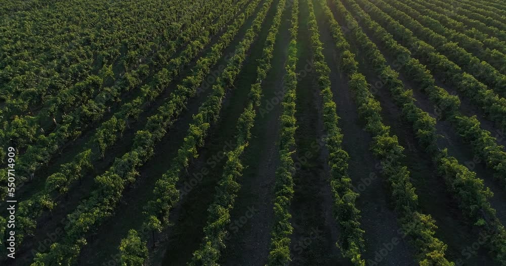 Vue aérienne de vignes dans le bordelais - coucher de soleil