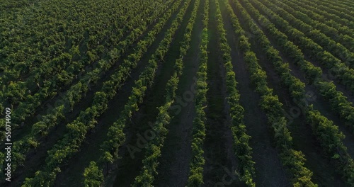 Vue aérienne de vignes dans le bordelais - coucher de soleil