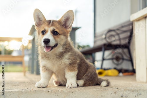 Cute little corgi dog sitting on floor outdoors and looking away. Rest on sunset. Purebred pet  domestic animal  beautiful dog breed with big prick ears. Funny fluffy puppy walking in house yard.