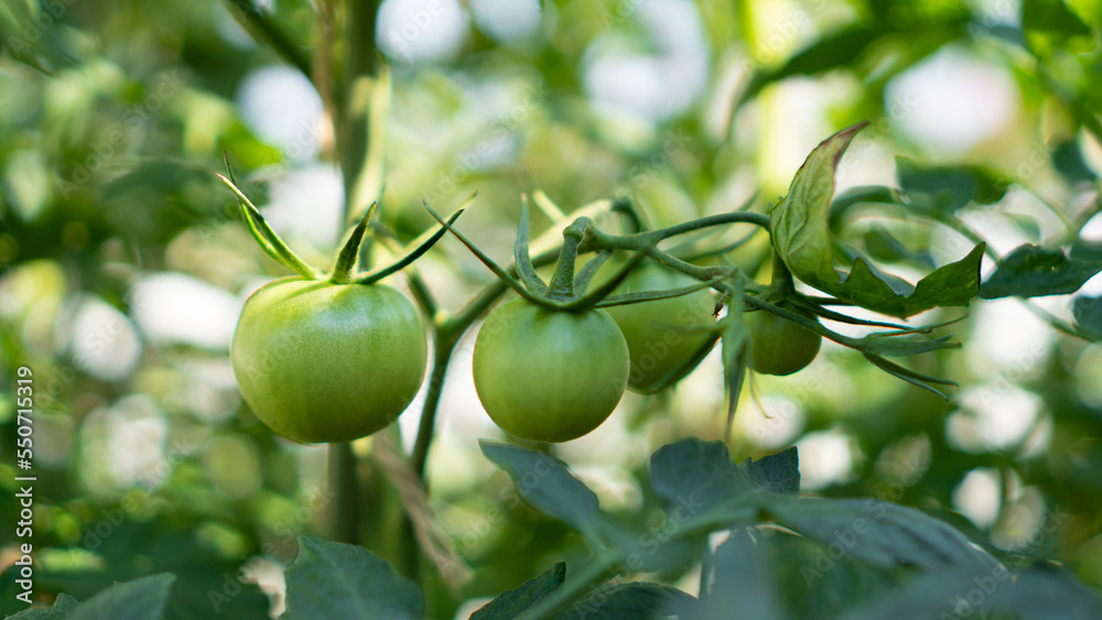 Green tomatoes as a background. Bunch of organic tomatoes on branch. Fresh tomatoes in garden.