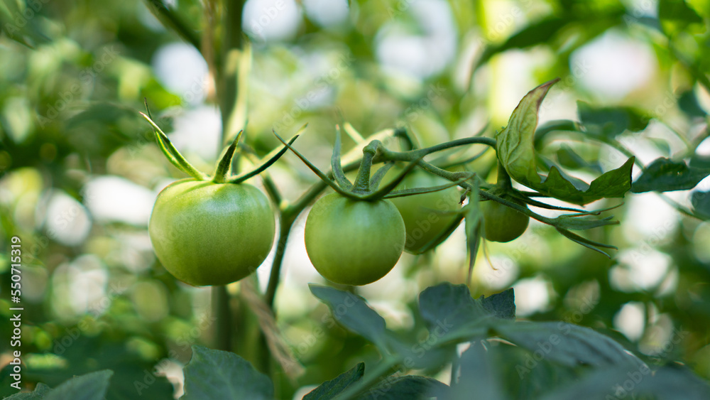 Green tomatoes as a background. Bunch of organic tomatoes on branch. Fresh tomatoes in garden. Green tomatoes as a background. Bunch of organic tomatoes on branch. Fresh tomatoes in garden.