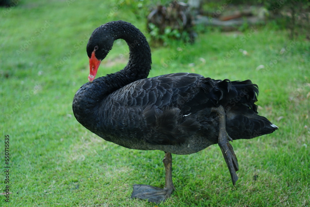 Fototapeta premium black goose standing on green grass