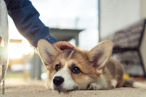 Φωτογραφία Nice corgi dog lie with head on floor outdoors and look away