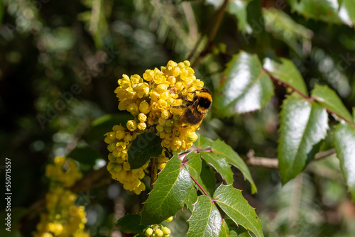 A bee on Berberis plant.