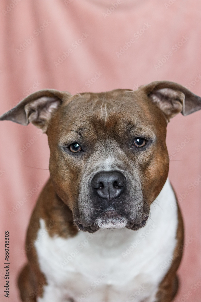 American Staffordshire Terrier with natural ears on a pink background. Serious, concentrated amstaff. Dog portrait, vertical photo