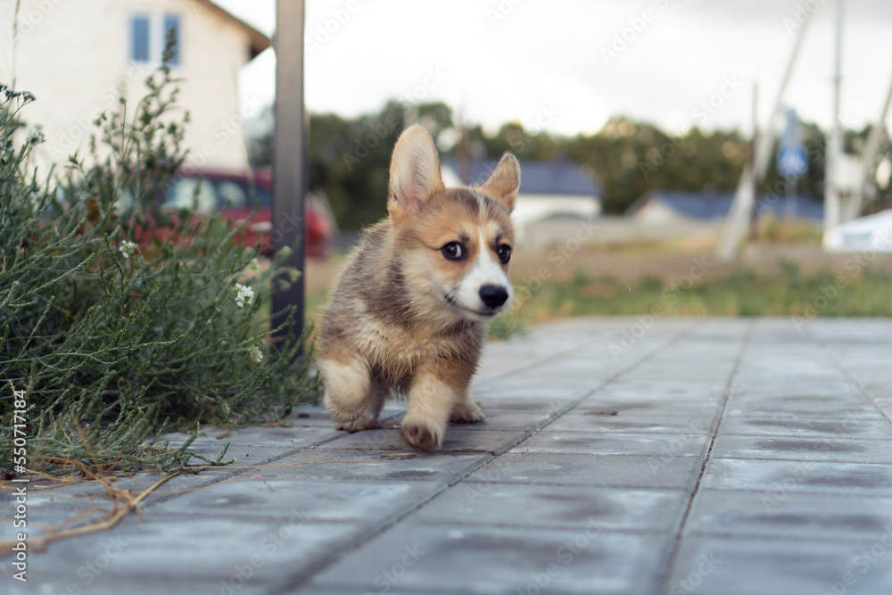 Happy little corgi dog running on gray paving stones outdoors on summer day. Purebred dog, pet, domestic animal, beautiful small doggy. Brown fluffy cute puppy walking near house yard.