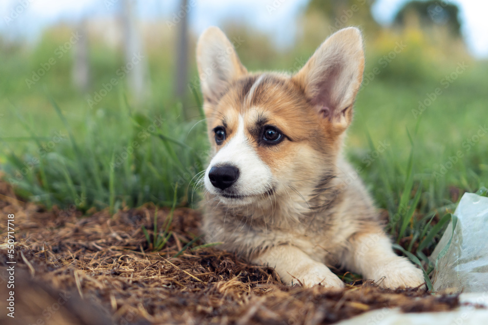 Nice little corgi dog lying on ground outdoors and looking away. Closeup photo, selective focus. Purebred dog, pet, domestic animal, beautiful doggy. Cute fluffy puppy walking on green lawn on field.
