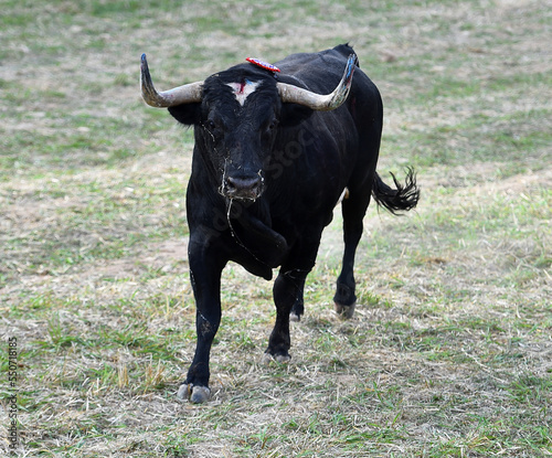 toro negro con grandes cuernos en el campo