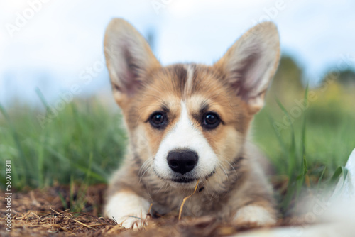 Lovely little corgi dog lying on ground outdoors on summer day. Closeup photo, selective focus. Purebred dog, pet, domestic animal, beautiful doggy. Cute fluffy puppy walking on green lawn.
