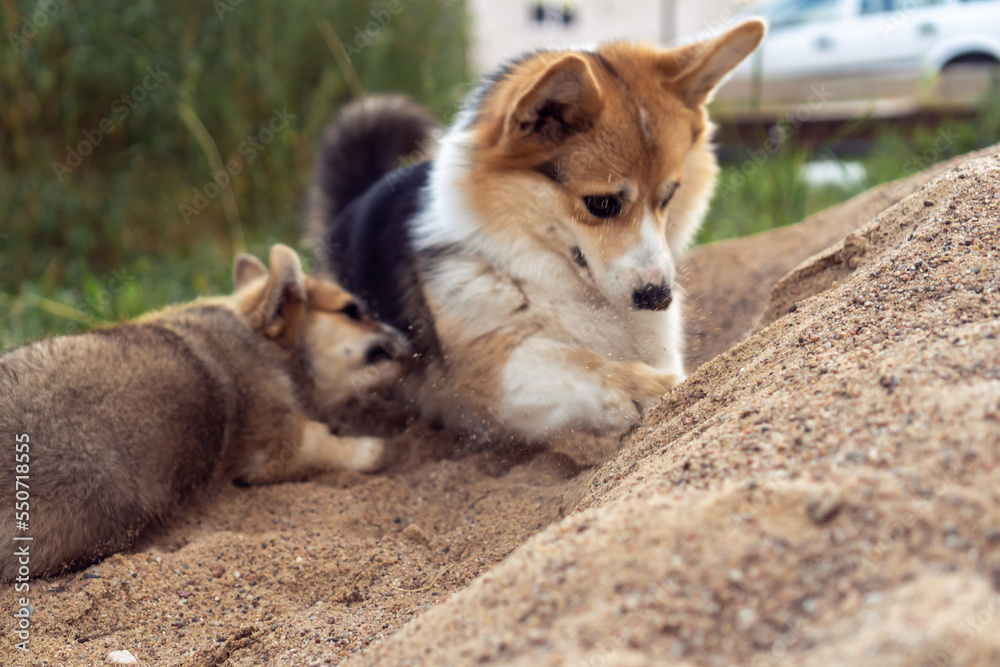 Funny little corgi dogs play in sand pile. Purebred dog, pet, domestic animal, beautiful doggy. Spotted fluffy cute puppy dig hole with paws. Two corgis walking together outdoors in yard. Funny little corgi dogs play in sand pile. Purebred dog, pet, domestic animal, beautiful doggy. Spotted fluffy cute puppy dig hole with paws. Two corgis walking together outdoors in yard.