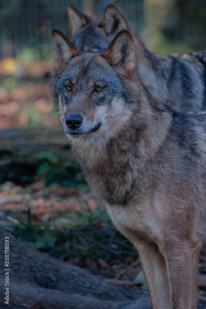 Fototapeta premium wolf wald 