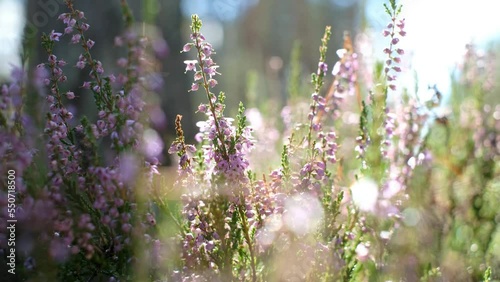 Beautiful and relaxing forest plants. Close-up of heather flowers slightly moving in sunlight.