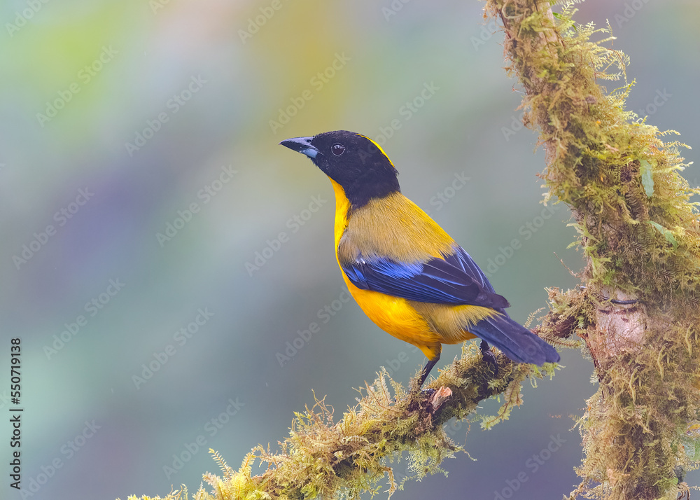 Obraz premium Black-chinned mountain Tanager, passeriformes 