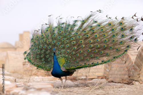 The peacock slowly opens up the beautiful feathers. photo