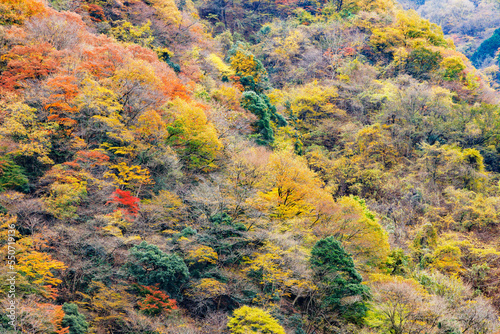 東京、奥多摩の綺麗な紅葉の景色