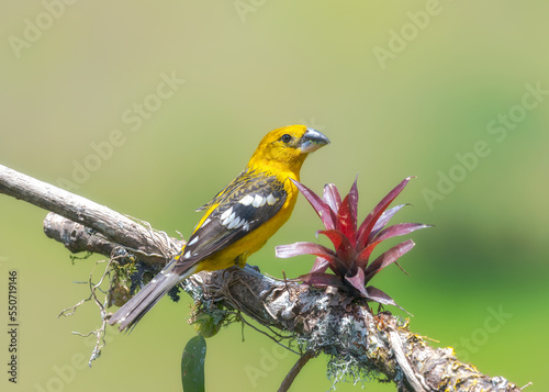 Golden Grosbeak, passeriformes
